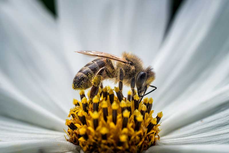 светски ден на пчелата