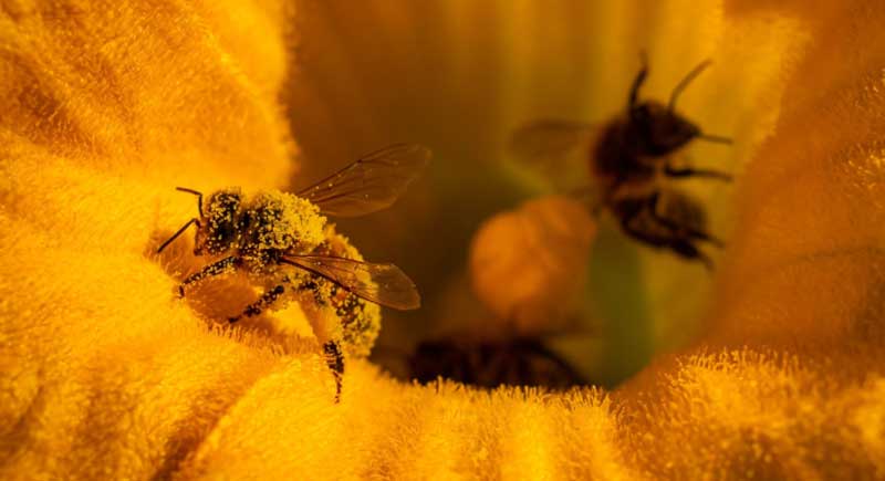 ден на пчелата